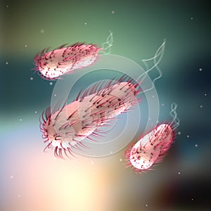 E.coli - Escherichia coli