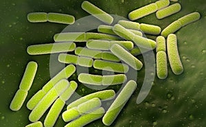 E. coli. Escherichia coli bacteria cells photo