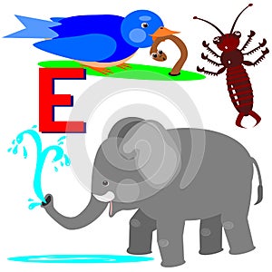 E early bird, earwig, elephant photo