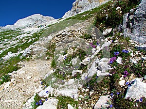 e landscape with pink, blue and white flowers incl. earleaf bellflower