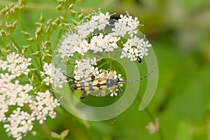 E spotted longhorn beetle on a white flower