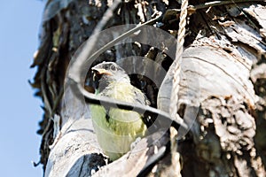 Bird fledgeling hollow nature environment pollution