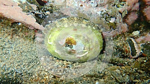 Sea snail Italian keyhole limpet or keyhole limpet Diodora italica undersea, Aegean Sea