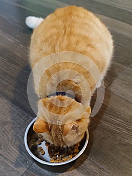 The orange tabby cat attacked his kibble with the ferocity of a tiny lion. photo