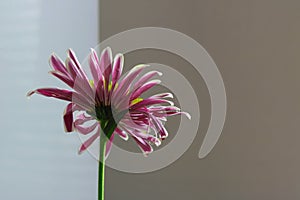 Each flower is unique