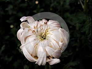 Each flower is unique