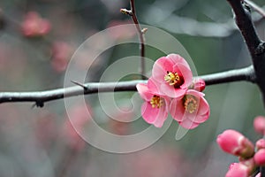 Each flower is unique