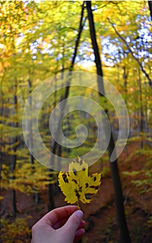 Each leaf is unique and perfect. photo