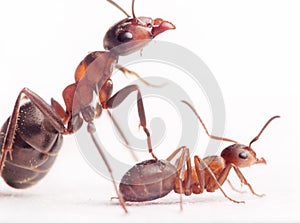 Each new born ant has 2-3 nurses and mentors