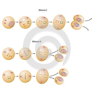 Phases of meiosis. Meiosis describes a specific process of cell division by which gametes are made photo