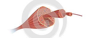 Each skeletal muscle fiber is a single cylindrical muscle cell