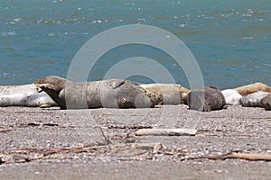 Foche una capra la roccia Spiaggia regione 