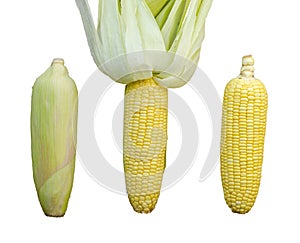 Each type of three corn cob isolated on white background with clipping path. top view