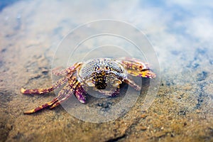 Ead crab washed ashore on the North Sea beach.