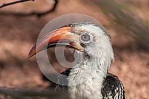 A eadshot of a Von der Decken Hornbill