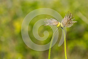 Eafless love kiss dandelions