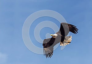 Eagel photo