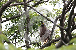An eagle watch photo
