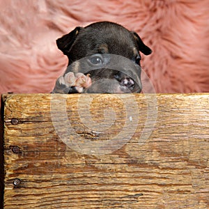 Eager American bully cub looking away and thinking