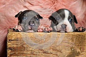 Eager American bully cubs looking away and thinking