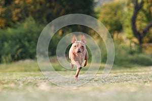 An eager American Hairless Terrier dog dashes towards a tennis ball,