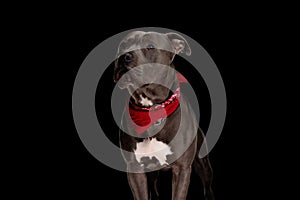 eager beautiful amstaff dog with red bandana looking up and begging