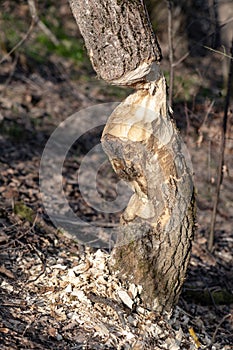 An eager beaver bit off more than it could chew in attempting to bring down this tree It gave up before accomplishing the task