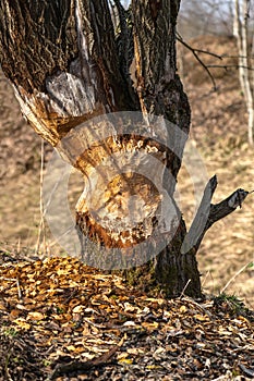 An eager beaver bit off more than it could chew in attempting to bring down this tree It gave up before accomplishing the task photo