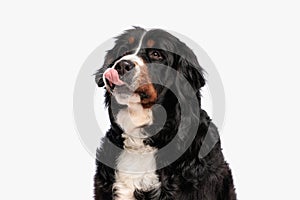 eager berna shepherd dog looking up, licking nose and waiting food photo