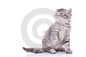 Eager British Shorthair cub being playful