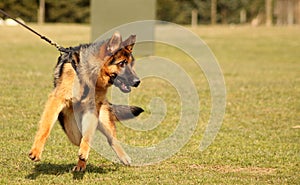 Eager dog in training