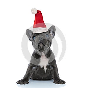 Eager French bulldog puppy wearing christmas hat  looking up