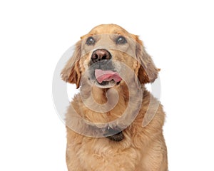 eager golden retriever dog sticking out tongue, panting and looking up