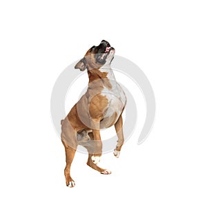 Eager playful little boxer standing on his rear paws