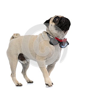 Eager pug looking up while wearing unglasses around his neck