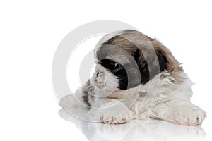 Eager Shih Tzu cub curiously looking away