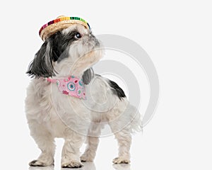 eager shih tzu wearing sombrero looking to side