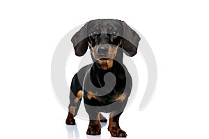 Eager Teckel puppy looking forward curiously