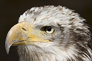 Eagle 1 photo