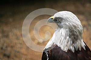 Eagle