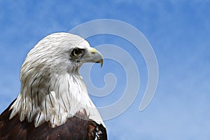 Eagle