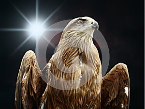 Eagle