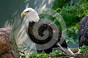 Eagle