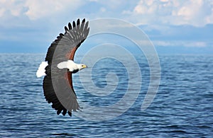 Eagle img