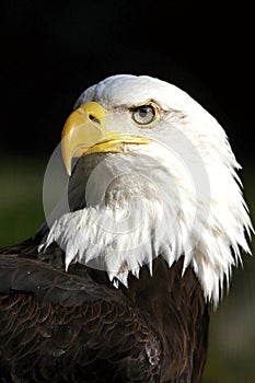 Eagle