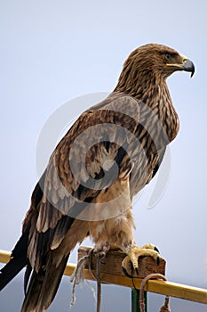 Eagle
