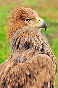 Eagle