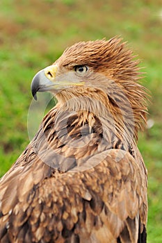 Eagle