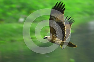 Águila 