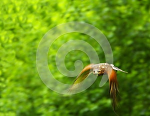 Águila 